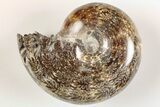 2.25" Polished Agatized Ammonite (Phylloceras?) Fossil - Madagascar - #200485-1
